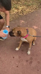 Dog paw cleaner